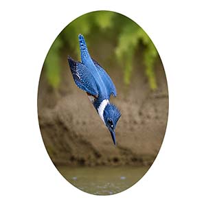 Kingfisher Diving into River
